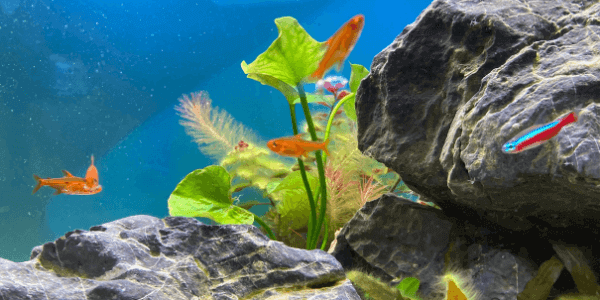 PLANCHU 熱帯果樹 モンキーバナナ 5号鉢 受け皿付き 育て方説明書付き Musa acuminata 'Senorita' セニョリータバナナ果樹苗 観葉植物 -観葉植物専門店 プランチュ - プレゼント＆ギフトのギフトモール