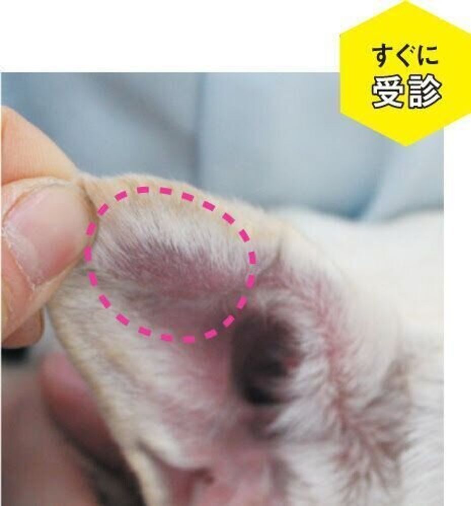 痒い！くさい！赤い！犬の外耳炎 コーギー犬- YouTube