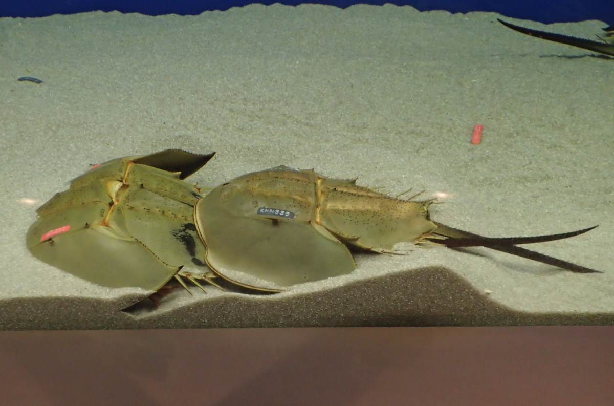 カブトガニの青い血液は150万円以上？！驚きの生態を解説Tierzine ティアジン