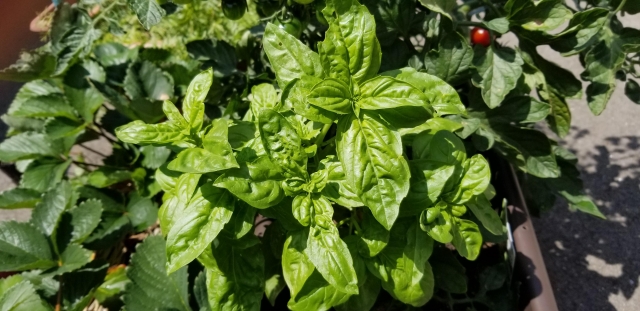 オクラと相性の良いコンパニオンプランツは？ 混植してはいけない組み合わせや、前作・後作におすすめな野菜まで一挙解説マイナビ農業