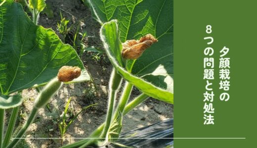 かぼちゃの受粉‐作業方法と成功・失敗例家庭菜園 野菜づくり事典