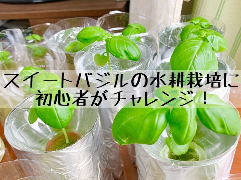 green pet - 聖新陶芸株式会社栽培キットの企画・製造・販売