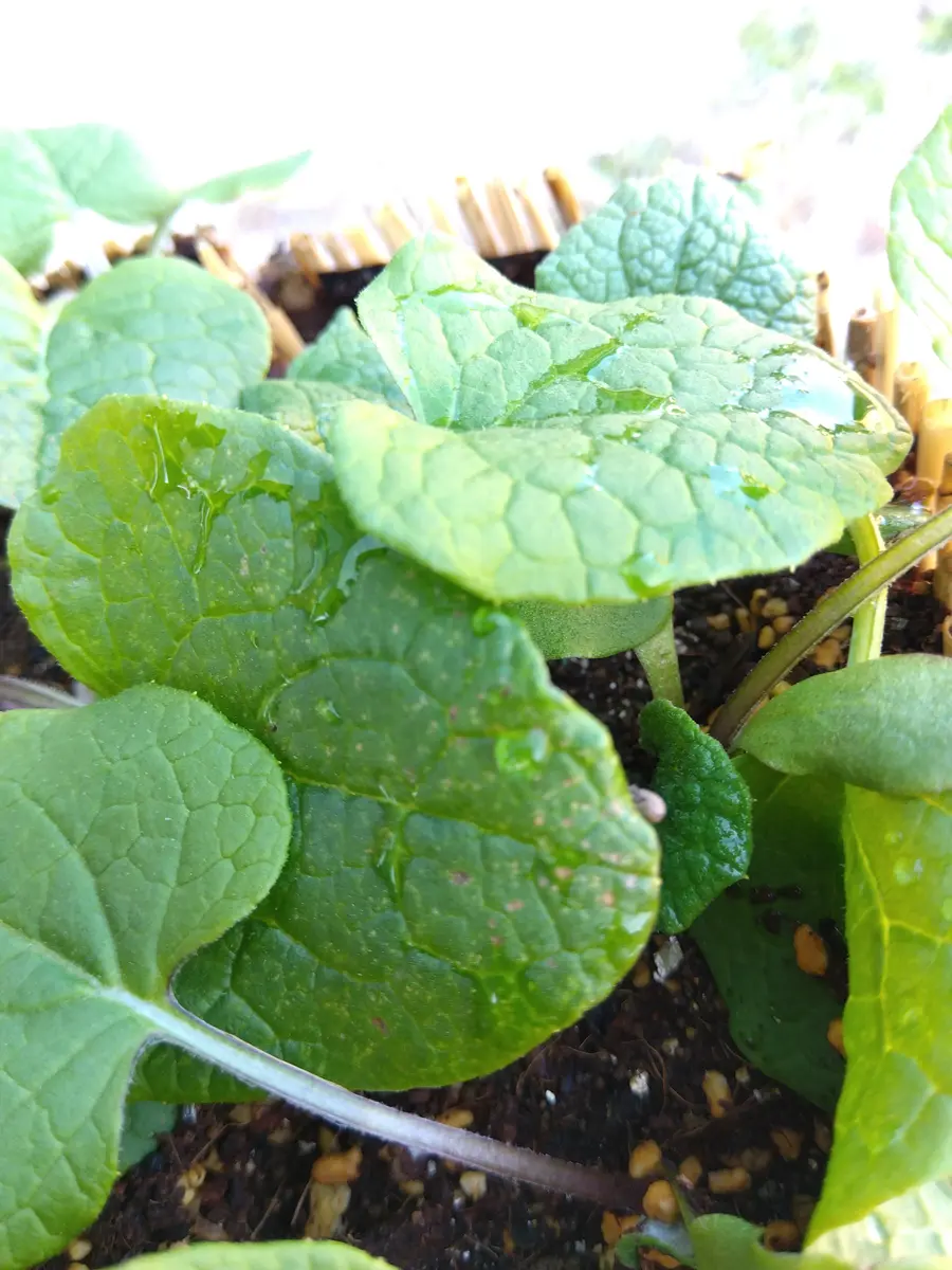 病害虫・生理障害情報 野菜栽培での病気 害虫 生理障害情報タキイの野菜タキイ種苗