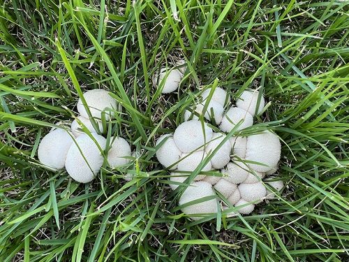 草むらに出現、謎の白い球体 巨大キノコ「オニフスベ」か 市原・平田さん発見千葉日報オンライン