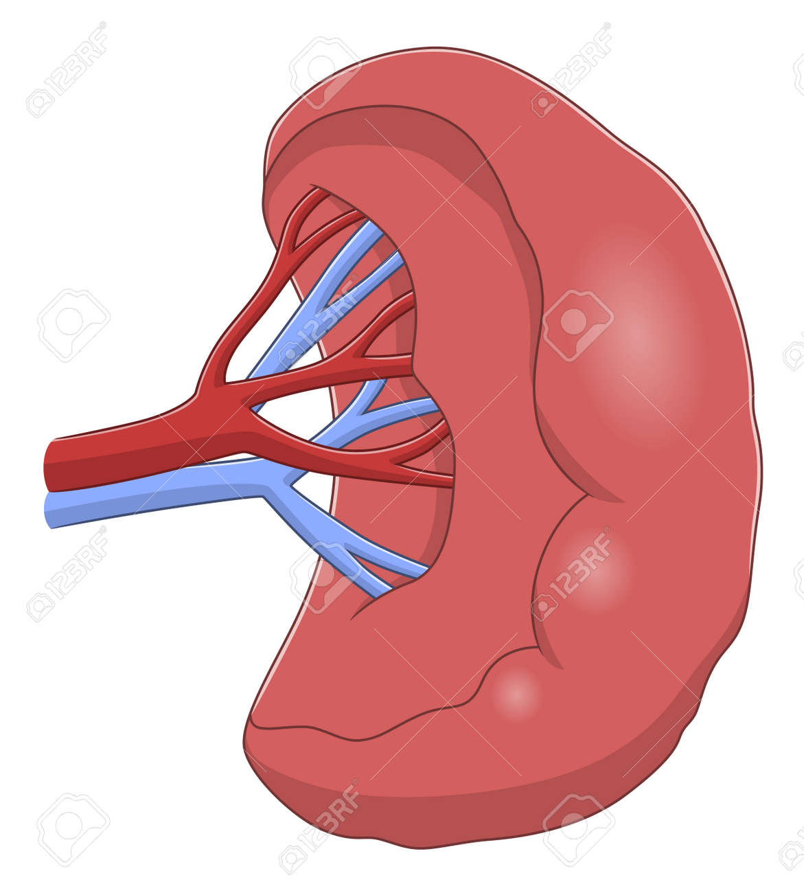 脾臓の位置と外観徹底的解剖学 かずひろ先生 解剖学