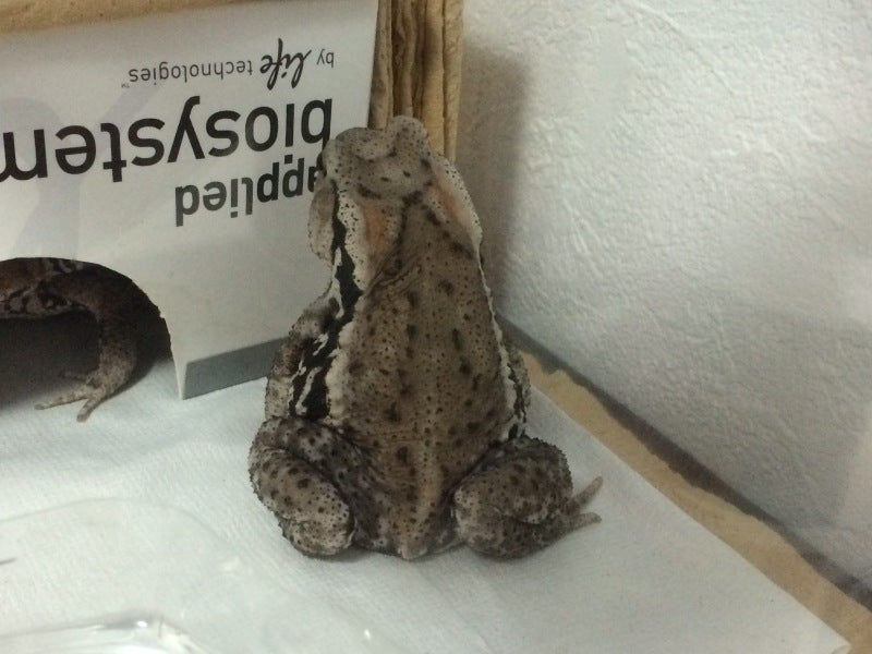 美しい姿に思わずキュン！ それでも近づくと危険なヤドクガエル 世にも不思議なカエルの世界 vol.04soto lover - ソトラバ～ソトラバならもっと外遊びに出かけたくなる！ 情報満載のウェブメディア～