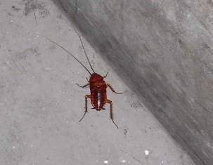 名古屋市:ゴキブリ -台所のオジャマ虫を退治しましょう- 暮らしの情報