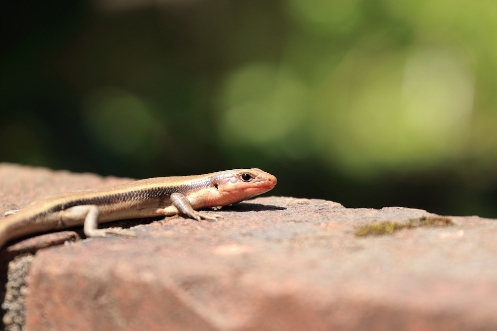 ヤモリの夢占い150選！黒・緑・白・助ける・飼う・なつく夢についても！かぼちゃんねる