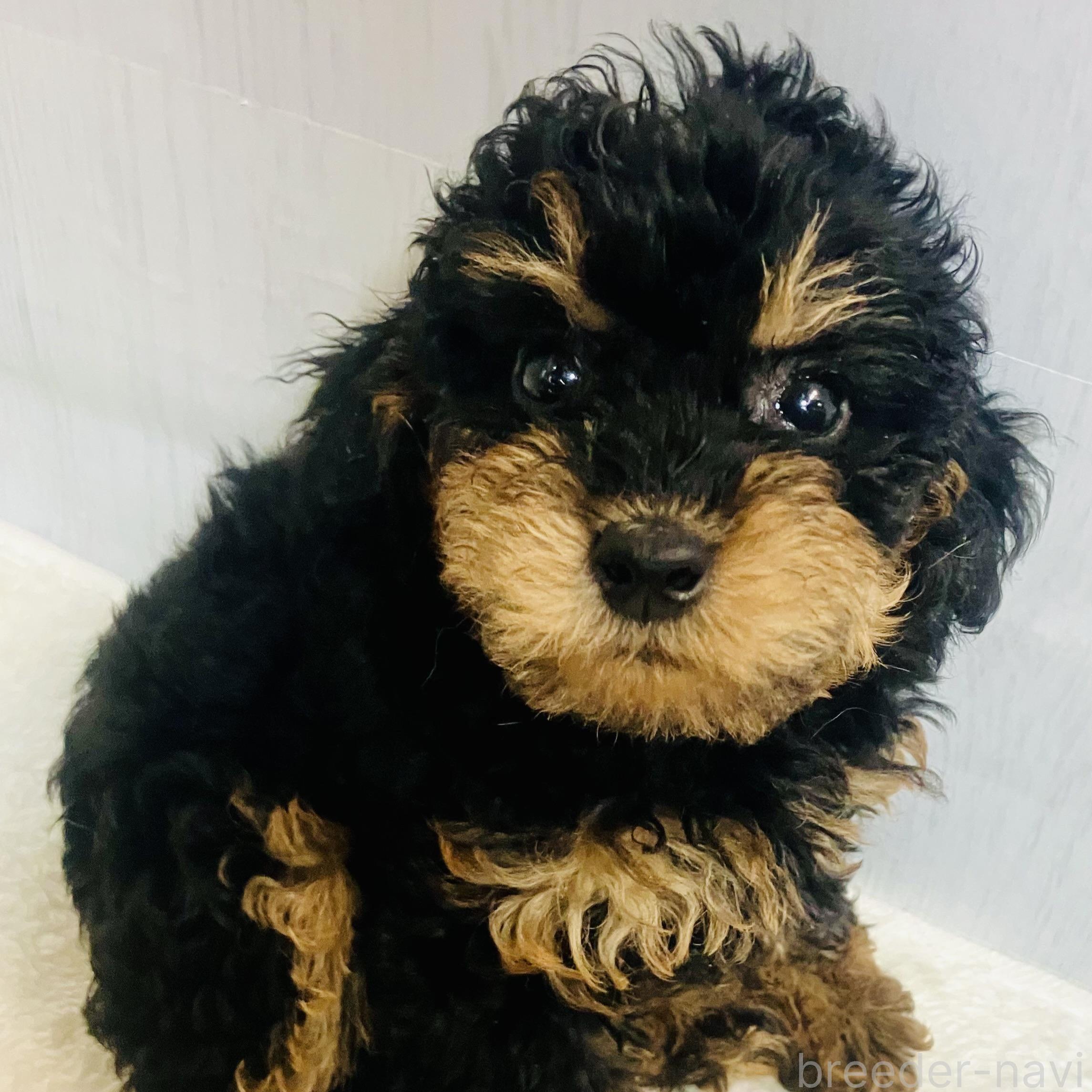 トイプードル ブラックタン の子犬を価格や特徴で探すペットショップ探すならペットミ