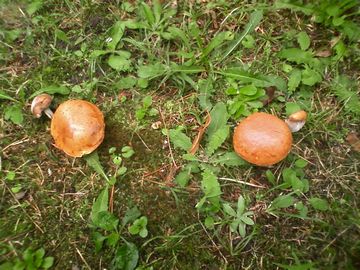 チチアワタケを食べてダメだった話東京でとって食べる生活