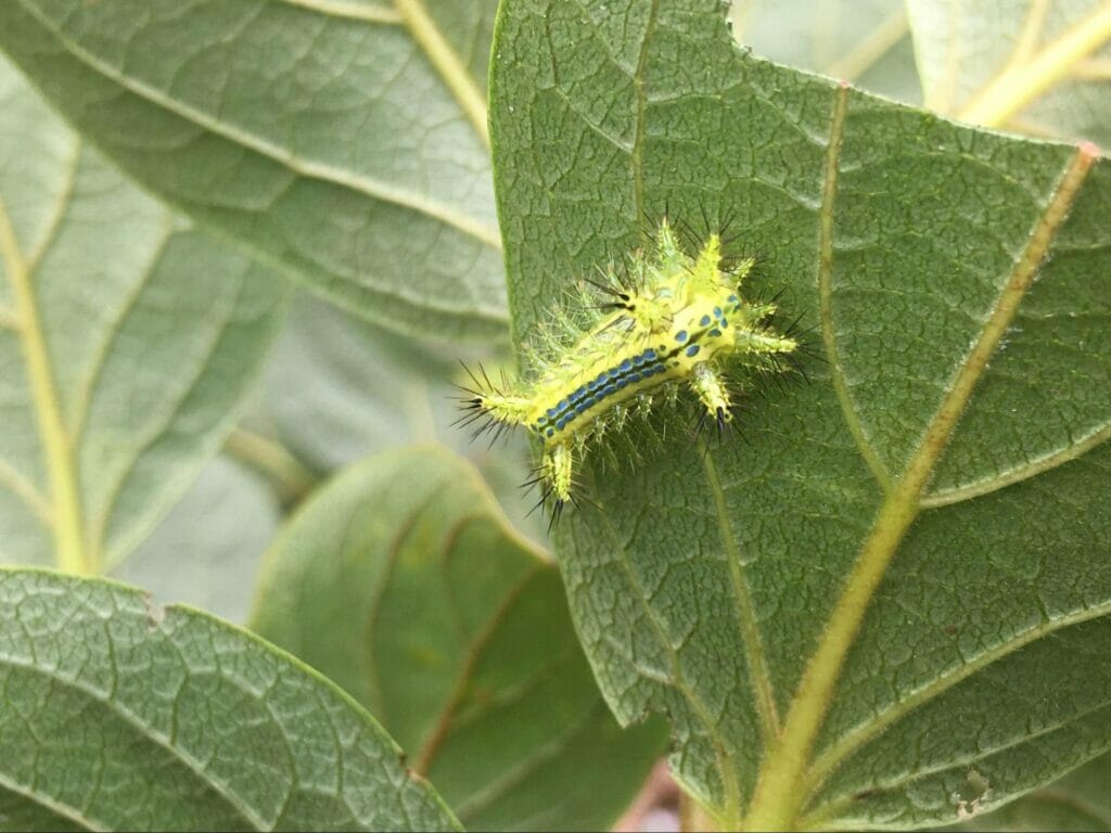 イラガ科～ヒロヘリアオイラガ 広縁青毒棘蛾 の幼虫 - 奥行き１ｍの果樹園