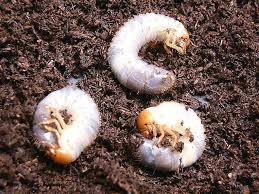 害虫対策 さつまいもと里芋の葉が食われました。みやざき暮らし~珈琲の自家焙煎とウクレレと家庭菜園