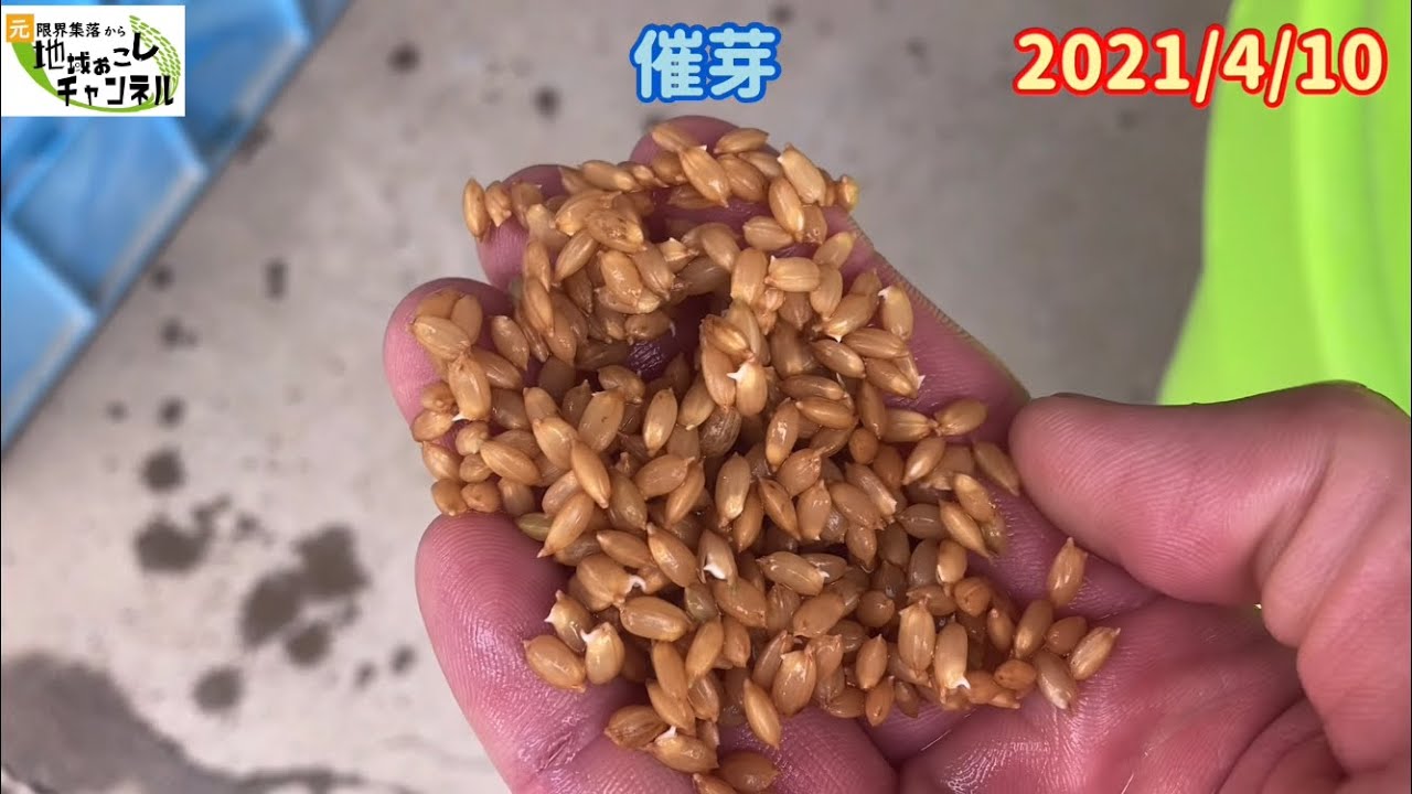種籾 たねもみ に水分を吸収させる「浸種 しんしゅ 」田んぼの準備から発芽までお米ができるまでクボタのたんぼ学んで楽しい！たんぼの総合情報サイト