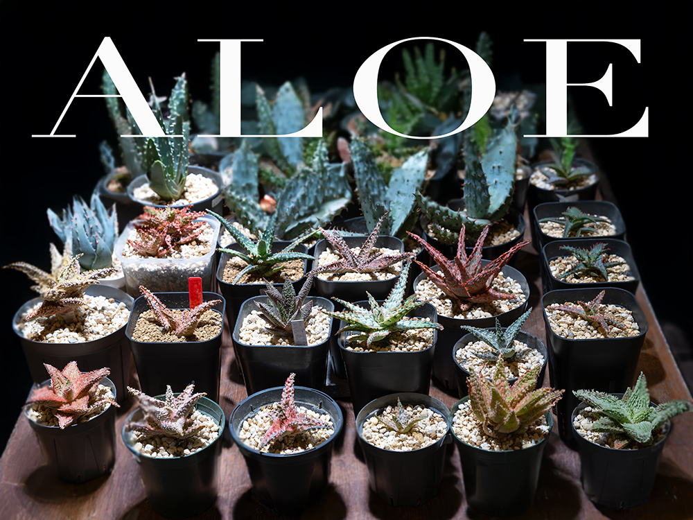 アロエの種類人気の品種の特徴や写真は？観葉植物ペディア