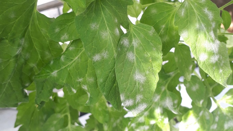 トマト白いカビうどんこ病初心者が成功するためのポイントミライ菜園