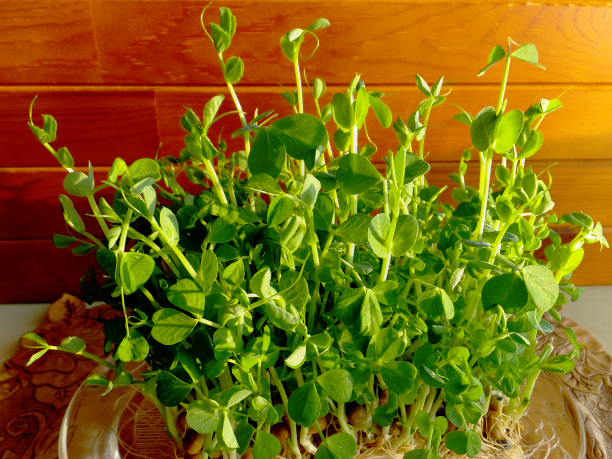 豆苗」×「突っ張り棒」？！縦突っ張り棒でレッツ「無限豆苗」生活！平安伸銅工業オンラインショップ