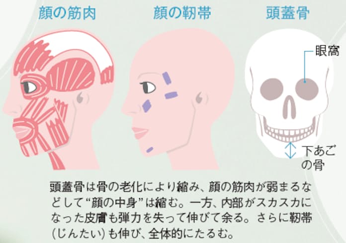 顔面と頭を構成する骨