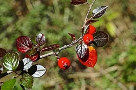 コトネアスターグラウコフィラス ベニシタン 4号鉢育て方付き