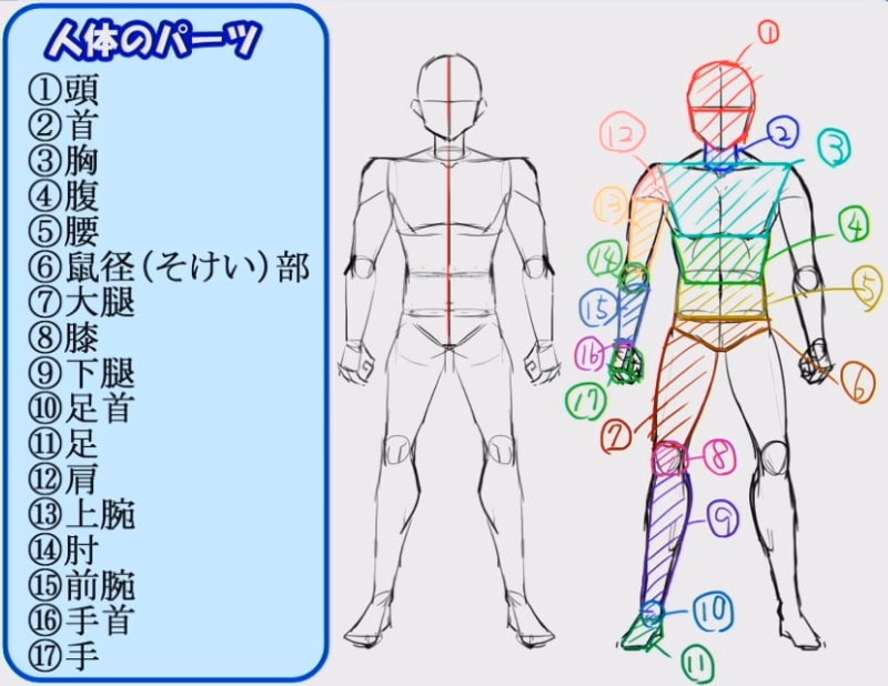 美術解剖学教員 加藤公太コロソ