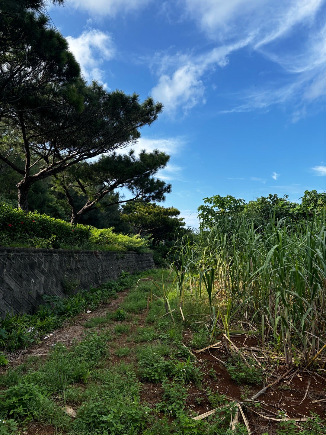 ガンフー映画という新しいジャンルが生まれたーキアヌ・リーブスの新ヒットシリーズ『ジョン・ウィック チャプター2』本予告が公開！ - シネフィル -映画とカルチャーWebマガジン