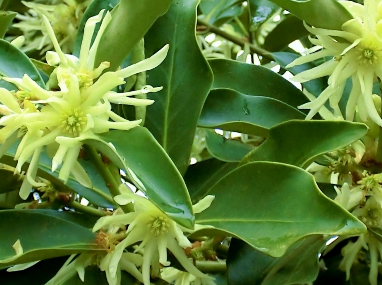 アメリカシキミ 亜米利加樒 は有毒ですか