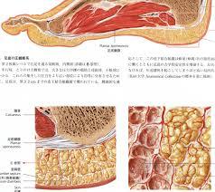 足ツボ 図解 表