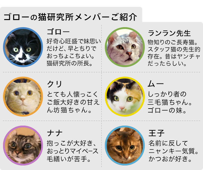 いくつ知っていますか？猫の可愛らしい座り方と寝姿全9選！ - CHERIEE あにまるマガジン