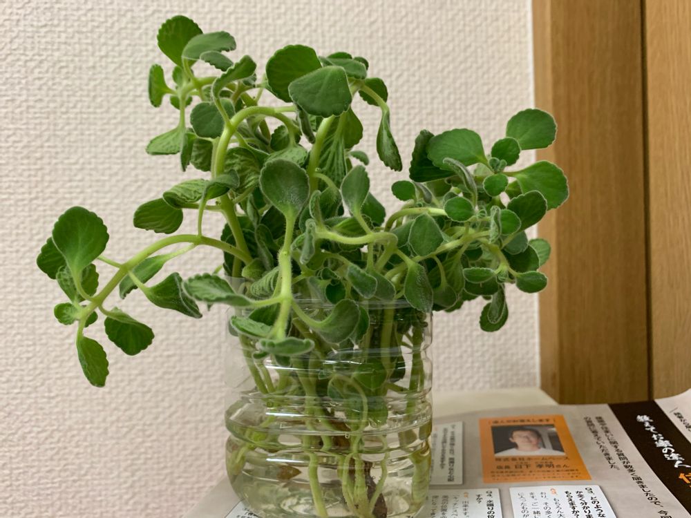 アロマティカスが木質化したらどうする？原因と対処法を徹底解説観葉植物のある暮らし