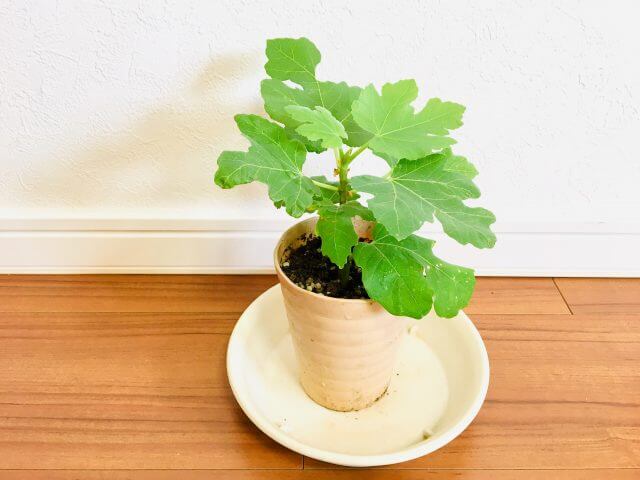 水に浸けていたイチジクの挿し木が発根しました① バナーネまたはロングドゥート園芸で鉢植えの果樹を栽培 樹の生長を見ながら果実を収穫して味わう