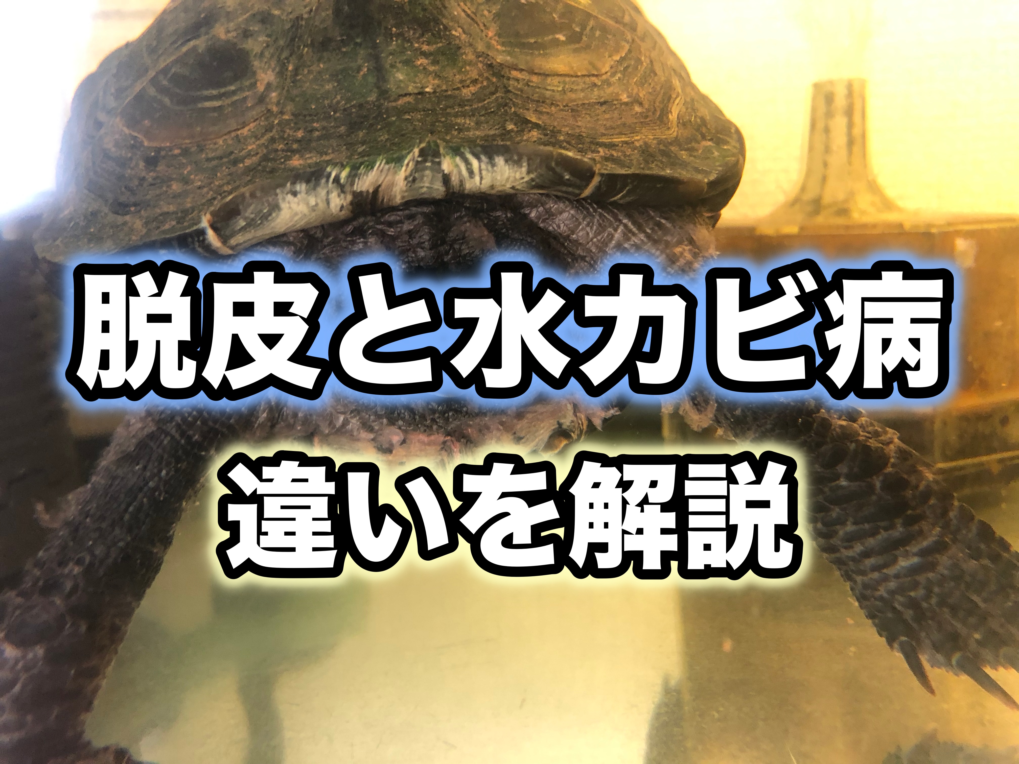 水カビ病？ メダカに白いもやもやがついてる？ 治療法- sunの“好き”ログ