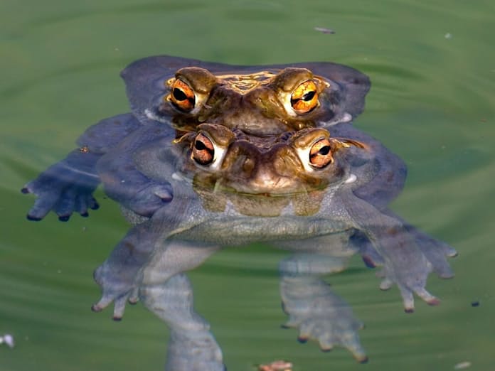 ヒキガエル - ぺっこりーのHave a good one