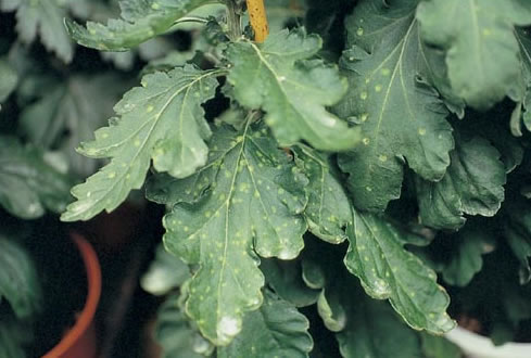 立枯病キク キク科 病害情報調べるタキイ種苗株式会社