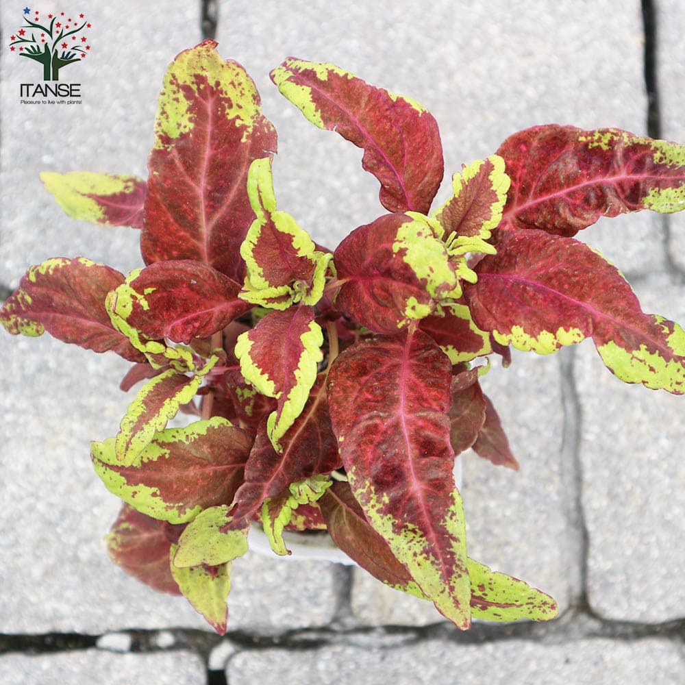 楽天市場 栄養系 コリウス 4株セット カラフルな葉色が魅力で夏のガーデニングに人気の植物 カラー リーフプランツ 販売 通販 種類 : 母の日 花ガーデニング岐阜緑園