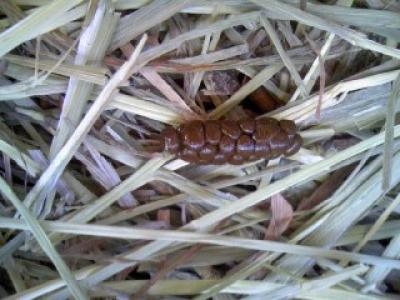 ウンチをまじめに見てみよう！その1USAKURA