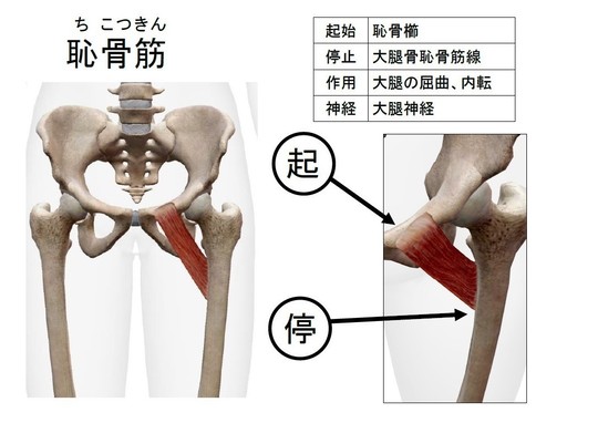 全身の筋肉 － 大腿部 - 名古屋市西区の椎間板ヘルニア・腰痛整体 AandK Therapy Studio