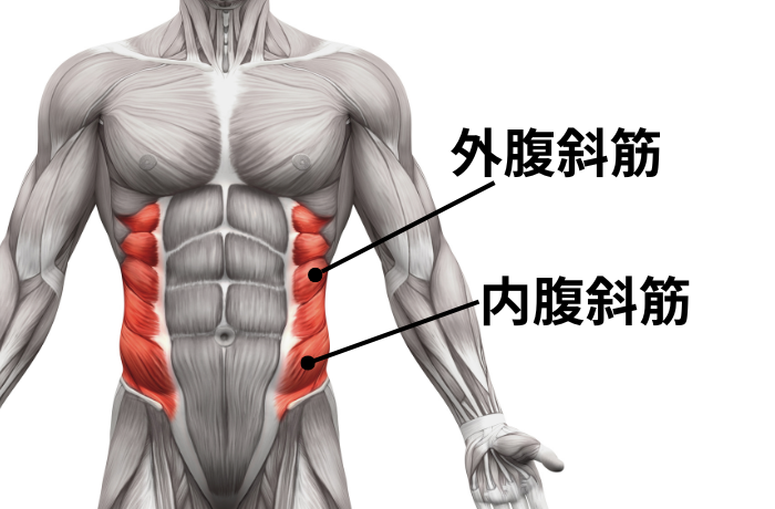 ウディヤーナバンダで働く腹横筋！その機能を解説！ヨガはじめ