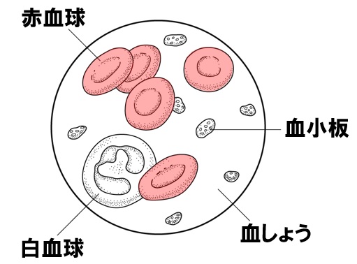 リンパ球の働きと種類、リンパ腫についておしえて リンパ腫のコト 中外製薬