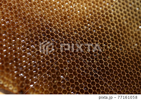 無数の穴が怖い。集合体恐怖症のベスト写真 トライポフォビアailovei