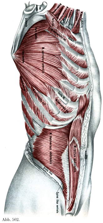 Visual Anatomy 視覚解剖学