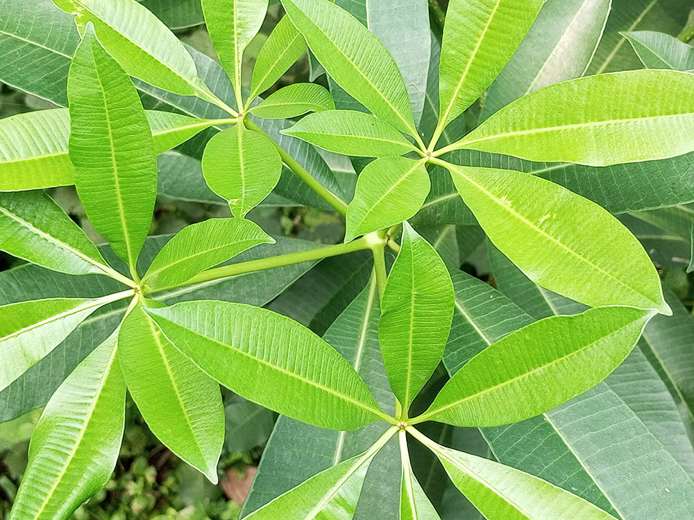観葉植物 パキラ カイエンナッツ の育て方！風水など記載あり！Botanic house