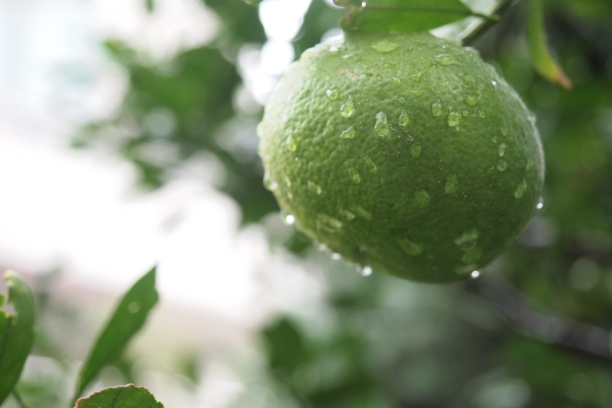 レモンのスス病対策: ６０才からの挑戦