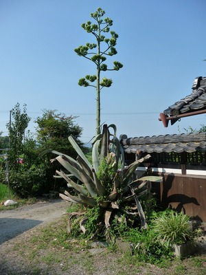 アオノリュウゼツランの花が咲きました – 兵庫県立淡路景観園芸学校