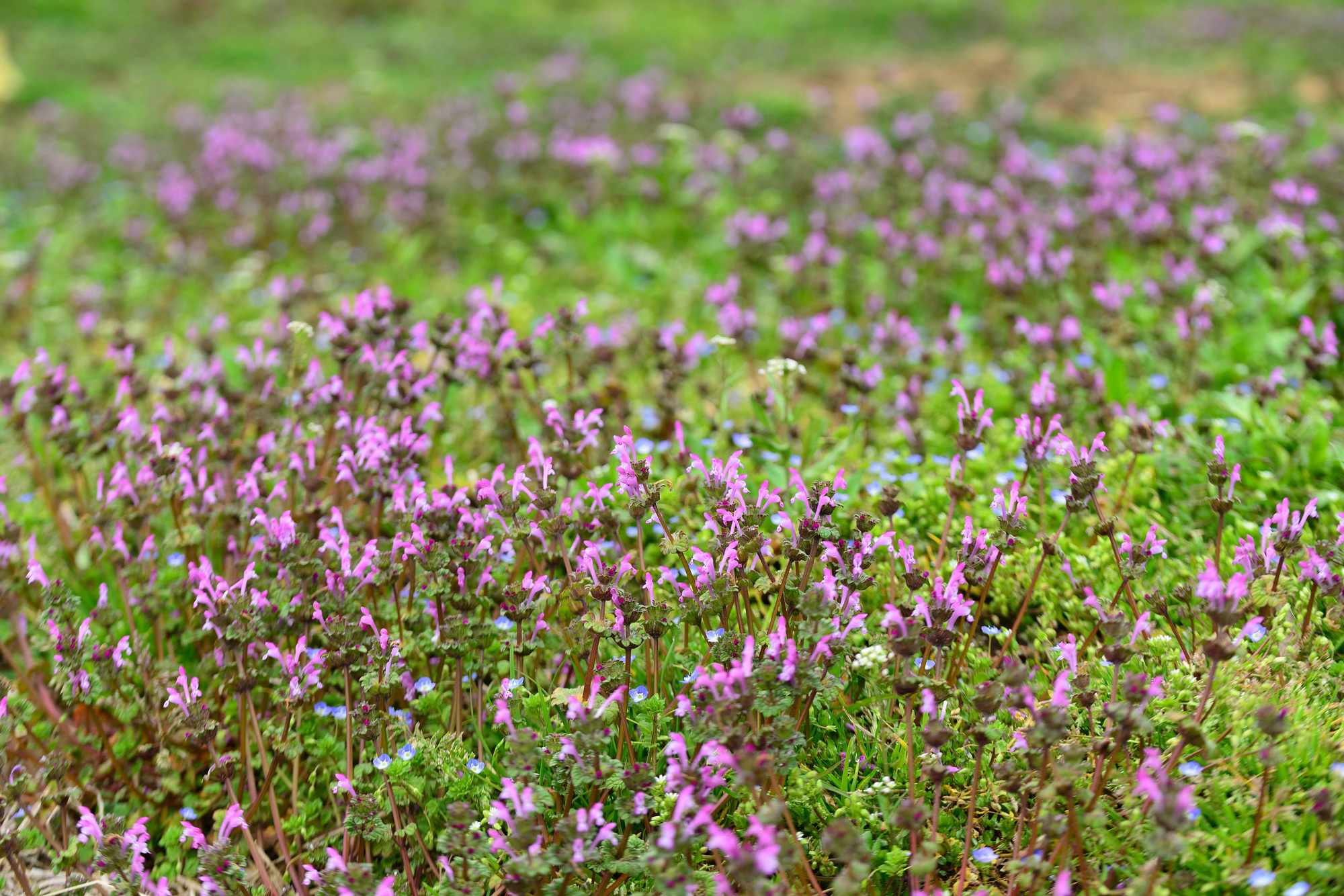 紫蓮華、むらさきれんげ,エケベリア属,エケベリアの紫蓮華通販,エケベリアの紫蓮華育て方増やし方,Echeveria cv'MURASAKIRENGE',多肉永遠 たにくとはcuctus and succulents onlineshop fromjapan-TANIKUTOHA