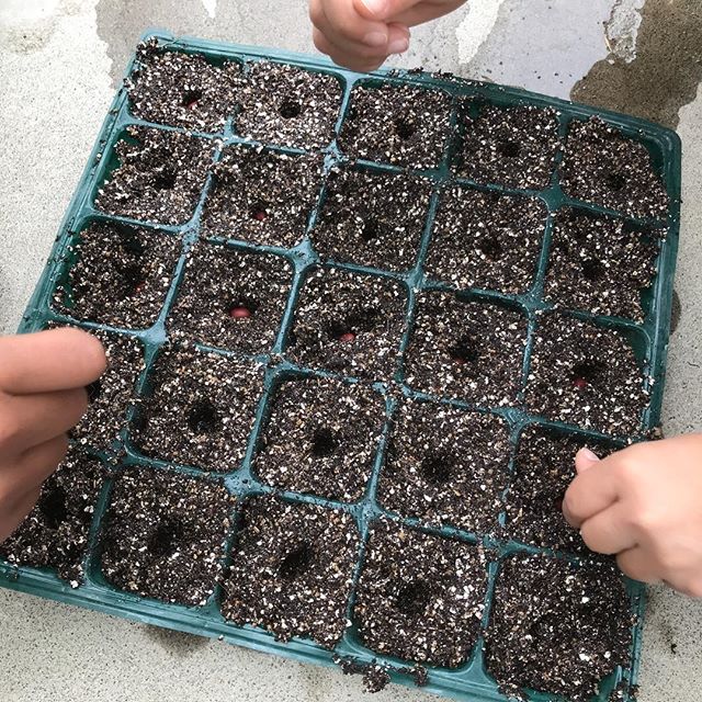 初心者でも安心！家庭菜園で楽しむ 小豆 アズキ 栽培ガイドいろはに農園