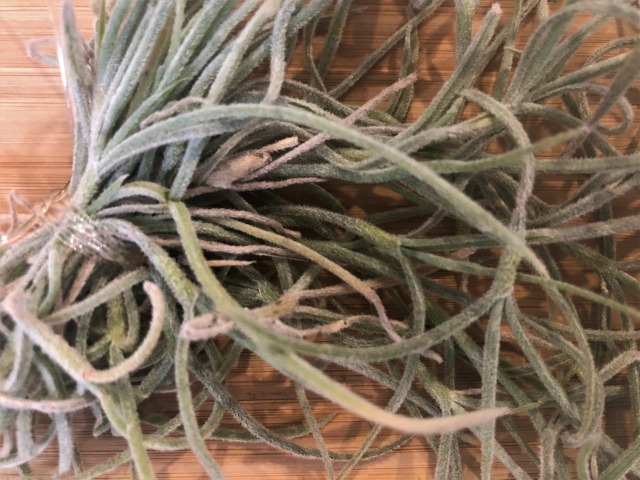 5年間エアプランツ生存中 ソーキングに最適な時間や頻度、コツをご紹介します！ボタニカルーム