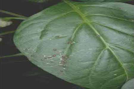 ピーマン栽培６つの害虫対策法！６つの害虫の被害とその防除方法を解説産直プライム.labブログJA連携！産地直送通販なら産直プライム