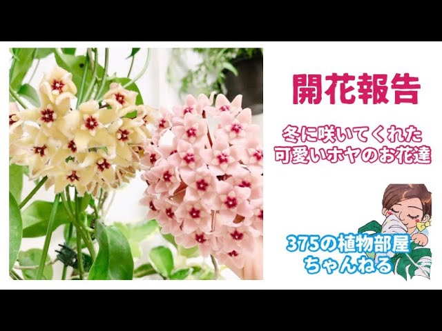 ホヤの育て方植物図鑑HanaPrime ハナプライム