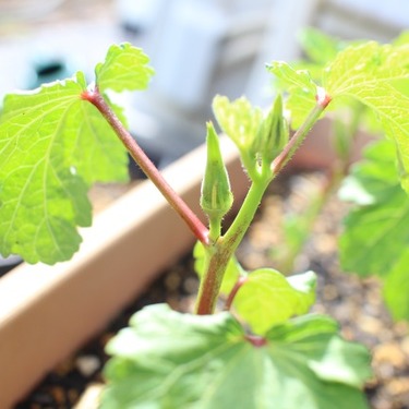 オクラのコンパニオンプランツのバジルを収穫！青パパイヤと家庭菜園日記 - 楽天ブログ