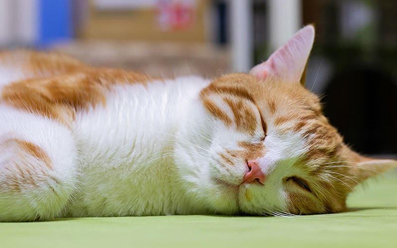 獣医師監修 猫に玉ねぎは絶対にNG。食べてしまったときの症状と対処方法ねこのきもちWEB MAGAZINE