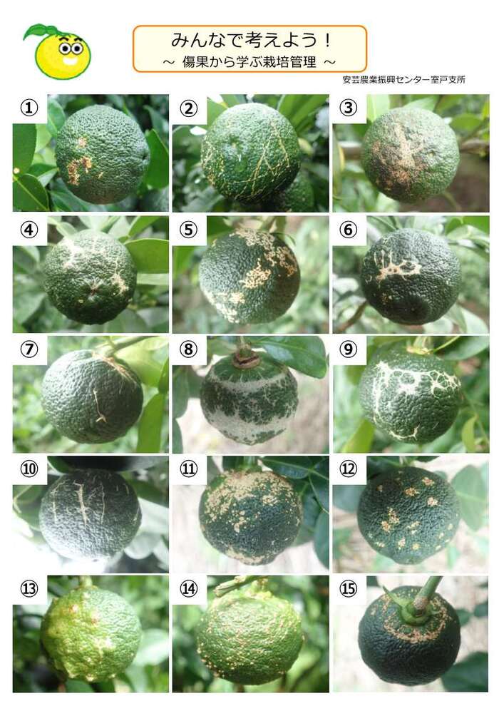 柚子の木なんですが、葉っぱが白くスカスカになっていて、裏には黒- Yahoo!知恵袋